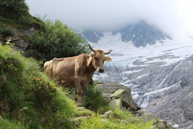 Almstueberl - Schiestl'S Ferienhuetten ไมย์อาโฮเฟิน ภายนอก รูปภาพ